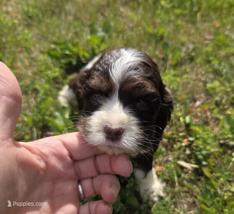 No Name – Cocker Spaniel puppy for sale in Sheboygan, WI