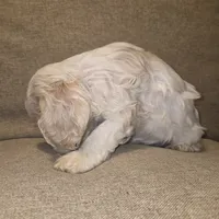 No Name, a female Cocker Spaniel for sale in Sheboygan, WI – 10 of 10