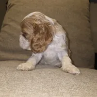 No Name, a male Cocker Spaniel for sale in Sheboygan, WI – 6 of 6