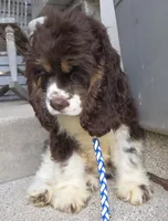 PORTER, a male Cocker Spaniel for sale in Sheboygan, WI – 3 of 10
