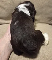 No Name, a male Cocker Spaniel for sale in Sheboygan, WI – 5 of 5