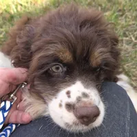 PORTER, a male Cocker Spaniel for sale in Sheboygan, WI – 4 of 10