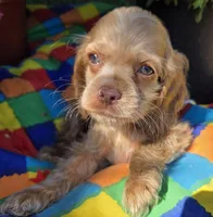 No Name, a female Cocker Spaniel for sale in Sheboygan, WI – Photo 3 of 7
