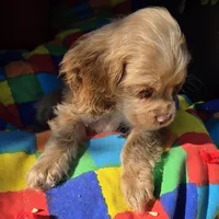 No Name, a female Cocker Spaniel for sale in Sheboygan, WI – Photo 4 of 7