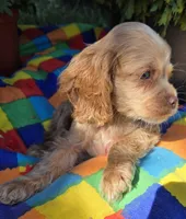 No Name, a female Cocker Spaniel for sale in Sheboygan, WI – Photo 5 of 7