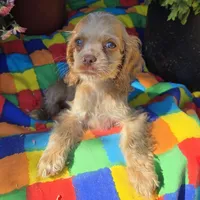 No Name, a female Cocker Spaniel for sale in Sheboygan, WI – Photo 1 of 7