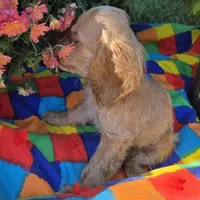 No Name, a female Cocker Spaniel for sale in Sheboygan, WI – Photo 2 of 7