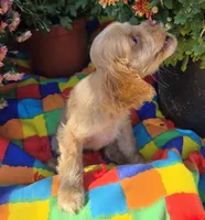 No Name, a female Cocker Spaniel for sale in Sheboygan, WI – Photo 6 of 7