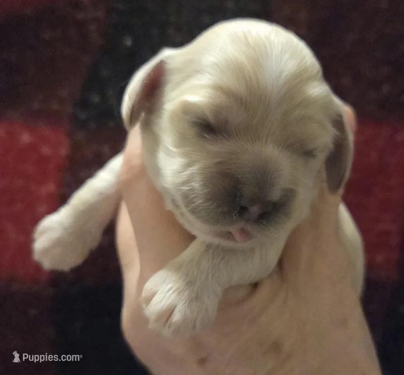 No Name – Cocker Spaniel puppy for sale in Sheboygan, WI