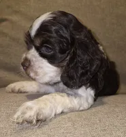 No Name, a male Cocker Spaniel for sale in Sheboygan, WI – 3 of 6