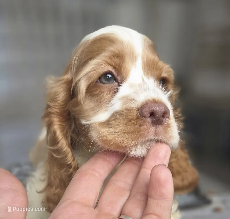 No Name – Cocker Spaniel puppy on hold in Sheboygan, WI