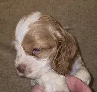 No Name, a male Cocker Spaniel for sale in Sheboygan, WI – 2 of 6