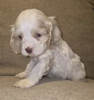 No Name, a female Cocker Spaniel for sale in Sheboygan, WI – 8 of 10