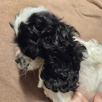 No Name, a male Cocker Spaniel for sale in Sheboygan, WI – Photo 10 of 10