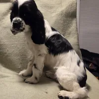 No Name, a male Cocker Spaniel for sale in Sheboygan, WI – Photo 2 of 10