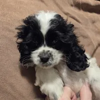 No Name, a male Cocker Spaniel for sale in Sheboygan, WI – Photo 8 of 10