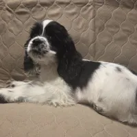 No Name, a male Cocker Spaniel for sale in Sheboygan, WI – Photo 7 of 10