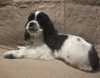 No Name, a male Cocker Spaniel for sale in Sheboygan, WI – Photo 5 of 10