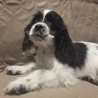 No Name, a male Cocker Spaniel for sale in Sheboygan, WI – Photo 4 of 10