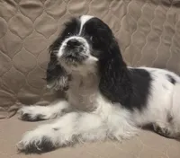 No Name, a male Cocker Spaniel for sale in Sheboygan, WI – Photo 2 of 10