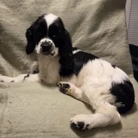 No Name, a male Cocker Spaniel for sale in Sheboygan, WI – Photo 3 of 10