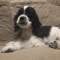 No Name, a male Cocker Spaniel for sale in Sheboygan, WI – Photo 1 of 10
