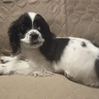 No Name, a male Cocker Spaniel for sale in Sheboygan, WI – Photo 5 of 10