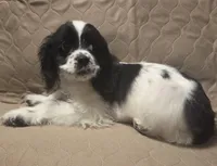 No Name, a male Cocker Spaniel for sale in Sheboygan, WI – Photo 4 of 10