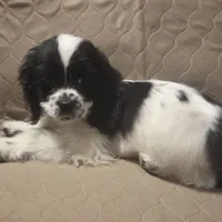 No Name, a male Cocker Spaniel for sale in Sheboygan, WI – Photo 6 of 10