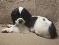 No Name, a male Cocker Spaniel for sale in Sheboygan, WI – Photo 3 of 10