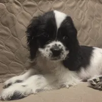 No Name, a male Cocker Spaniel for sale in Sheboygan, WI – Photo 8 of 10