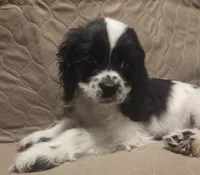 No Name, a male Cocker Spaniel for sale in Sheboygan, WI – Photo 6 of 10