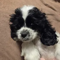 No Name, a male Cocker Spaniel for sale in Sheboygan, WI – Photo 7 of 10