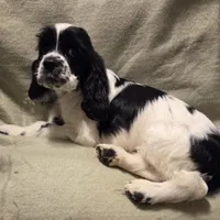 No Name, a male Cocker Spaniel for sale in Sheboygan, WI – Photo 1 of 10