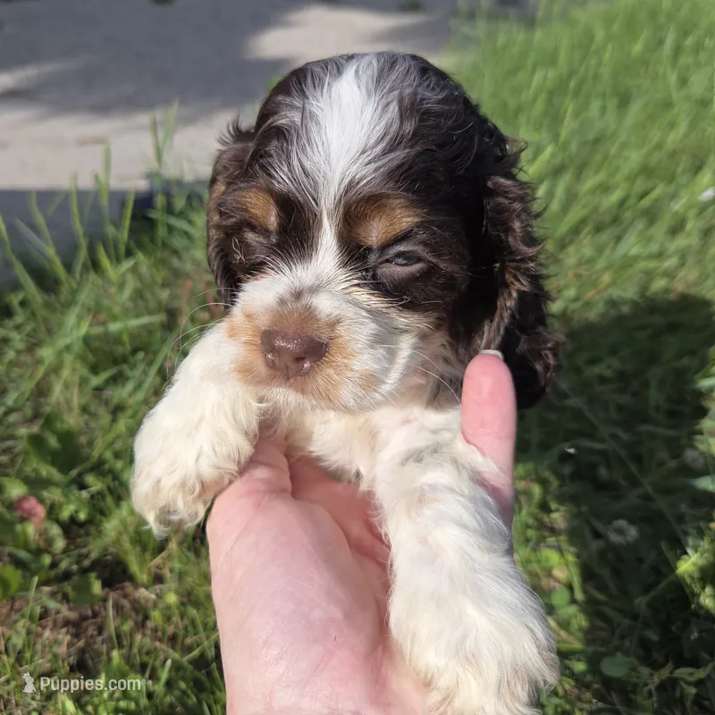 No Name – Cocker Spaniel puppy for sale in Sheboygan, WI