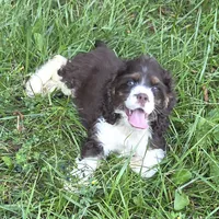 No Name, a male Cocker Spaniel for sale in Sheboygan, WI – 5 of 10