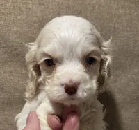 No Name, a female Cocker Spaniel for sale in Sheboygan, WI – 6 of 10