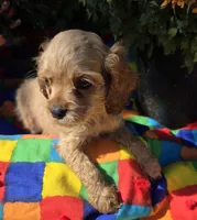 No Name, a male Cocker Spaniel for sale in Sheboygan, WI – Photo 6 of 10