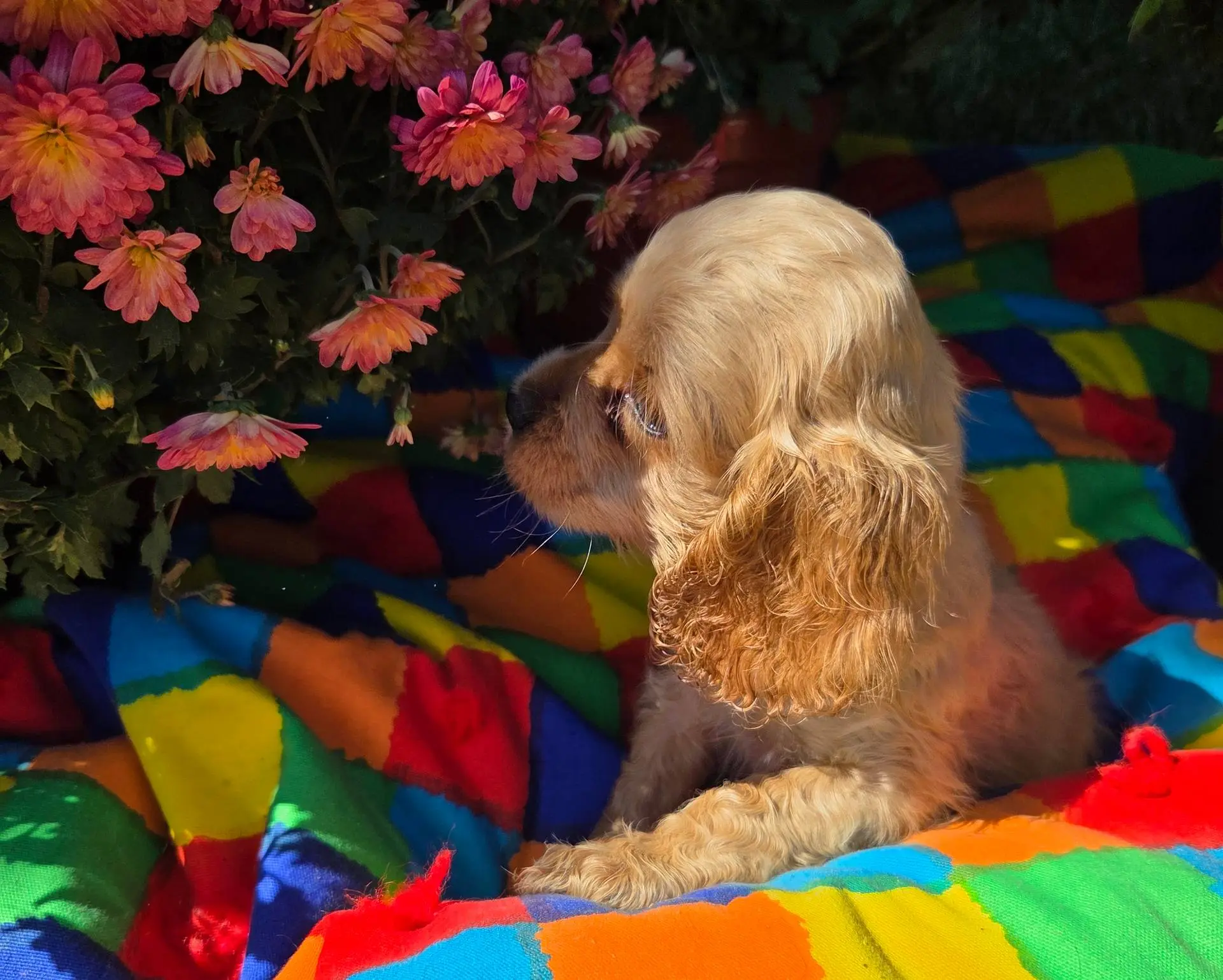 No Name, a male Cocker Spaniel for sale in Sheboygan, WI – Photo 10 of 10