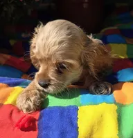 No Name, a male Cocker Spaniel for sale in Sheboygan, WI – Photo 7 of 10