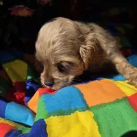 No Name, a male Cocker Spaniel for sale in Sheboygan, WI – Photo 5 of 10