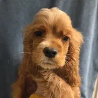 No Name, a male Cocker Spaniel for sale in Sheboygan, WI – Photo 1 of 10