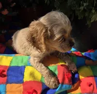 No Name, a male Cocker Spaniel for sale in Sheboygan, WI – Photo 9 of 10
