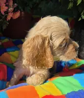 No Name, a male Cocker Spaniel for sale in Sheboygan, WI – Photo 3 of 10