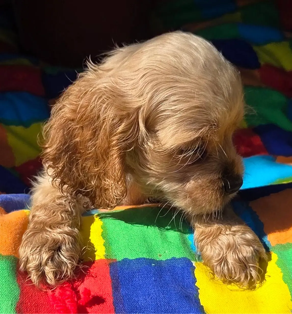 No Name, a male Cocker Spaniel for sale in Sheboygan, WI – Photo 4 of 10