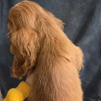 No Name, a male Cocker Spaniel for sale in Sheboygan, WI – Photo 2 of 10