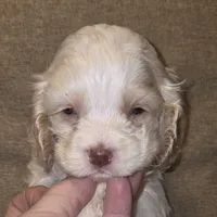 No Name, a female Cocker Spaniel for sale in Sheboygan, WI – 7 of 10