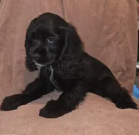 No Name, a female Cocker Spaniel for sale in Sheboygan, WI – Photo 4 of 5