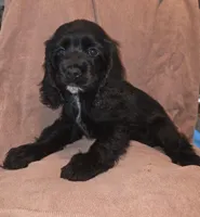 No Name, a female Cocker Spaniel for sale in Sheboygan, WI – Photo 2 of 5