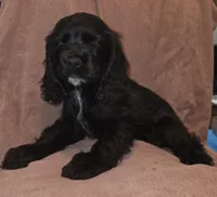 No Name, a female Cocker Spaniel for sale in Sheboygan, WI – Photo 5 of 5
